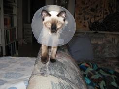 more kittens